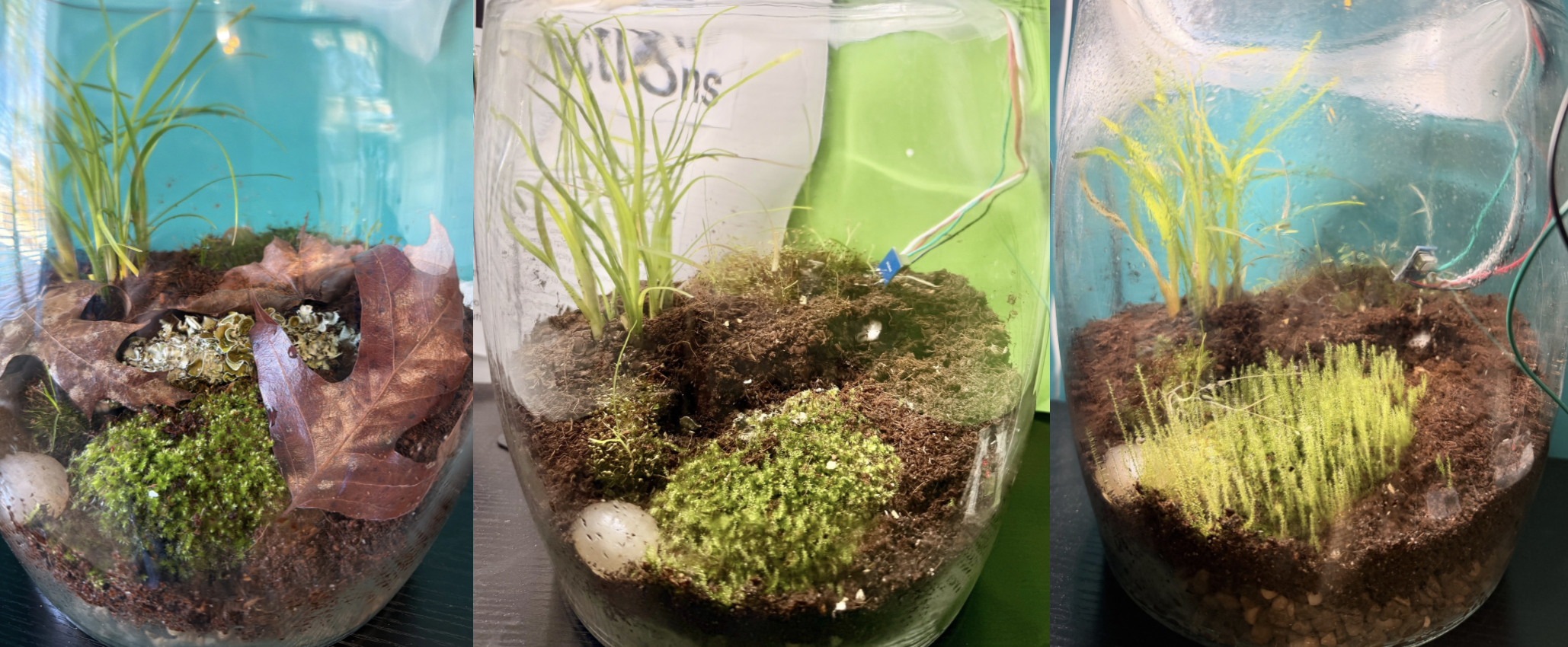 Three photographs of the terrarium across the experiment