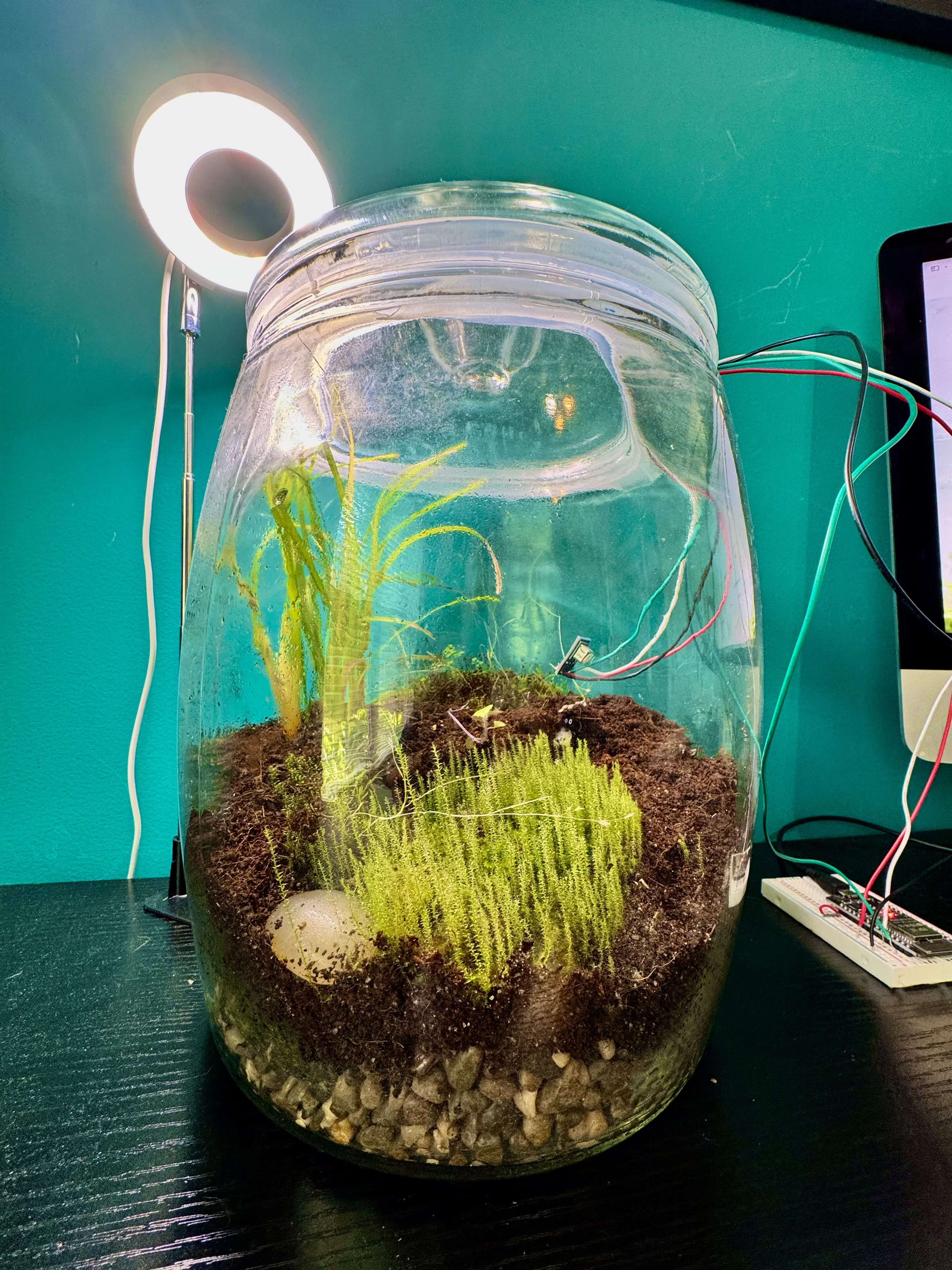 Terrarium close-up, May 7