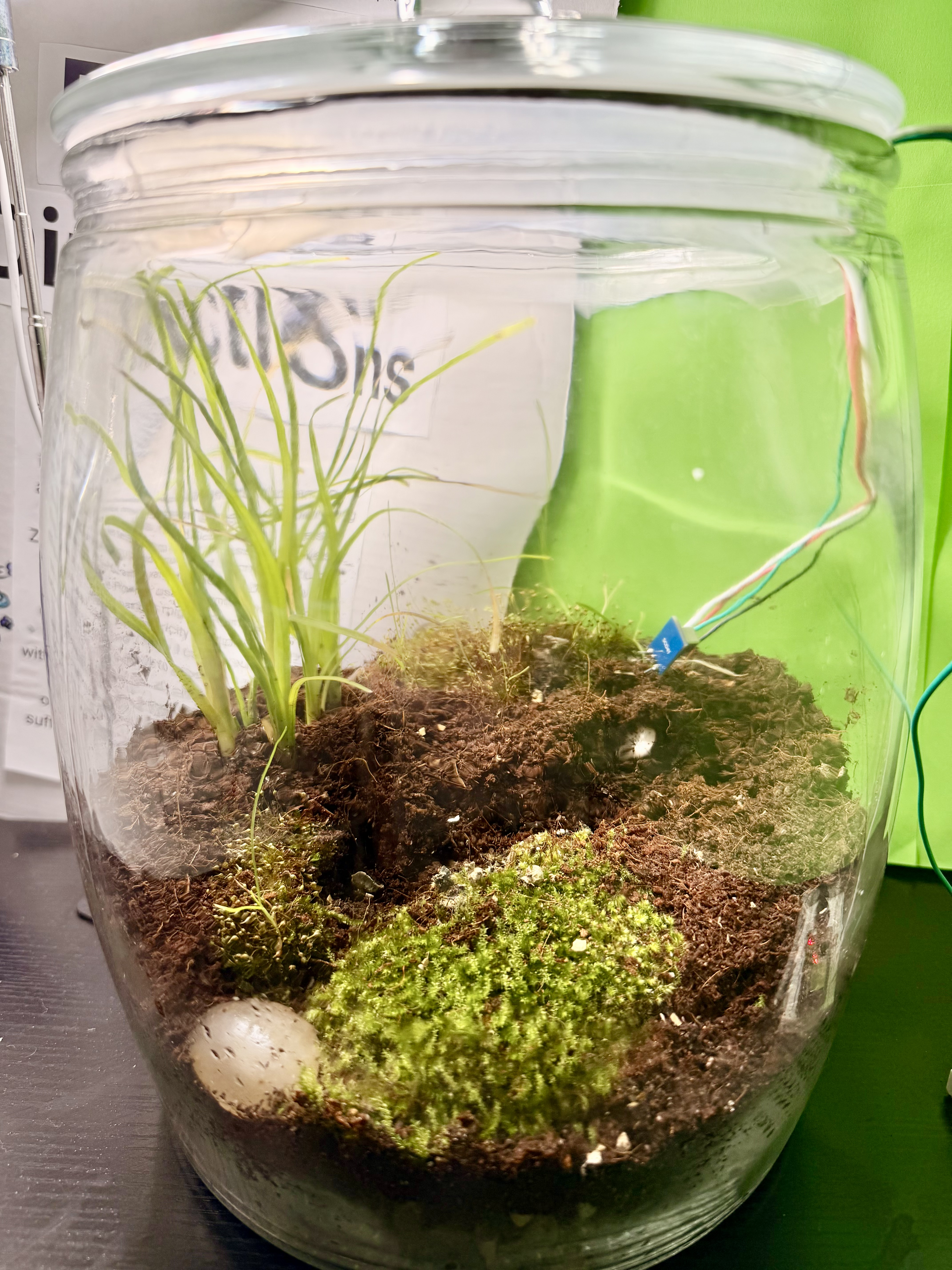 Terrarium after removing licheny stick and leaf litter