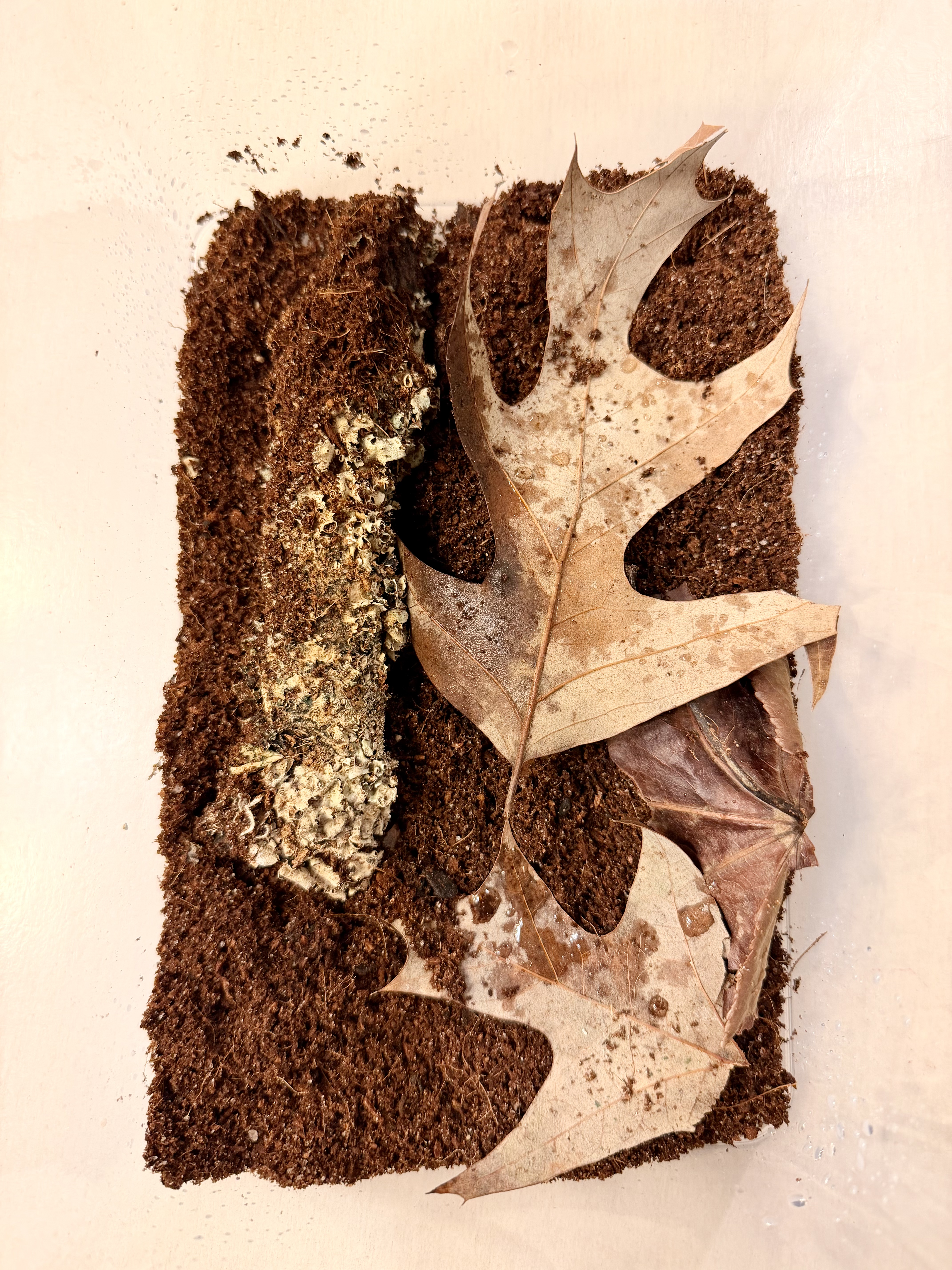 Removed licheny stick and leaf litter